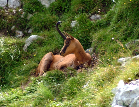 Camoscio d''Abruzzo Rupicapra pyrenaica ornata